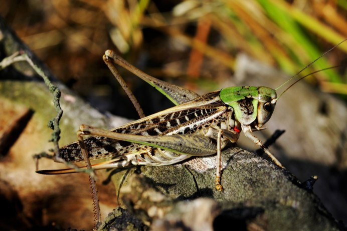Саранча locusta