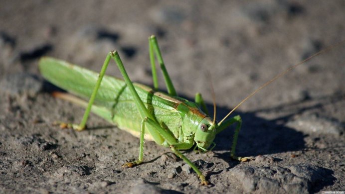 Tropidacris collaris