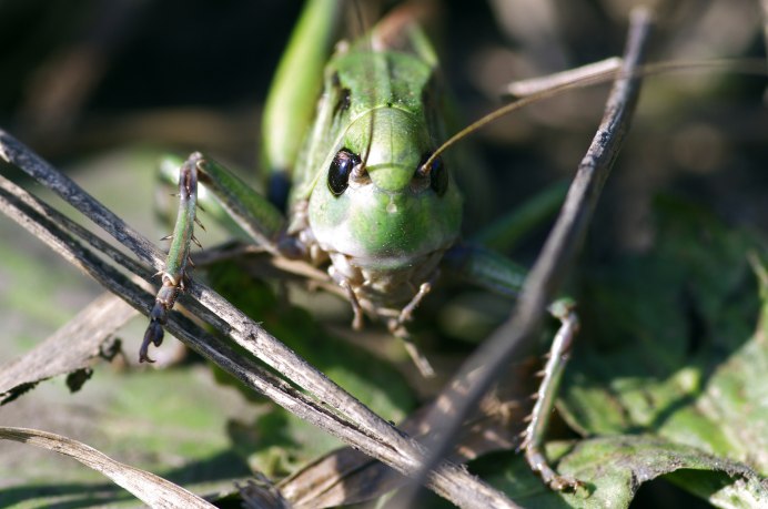 Саранча Перелетная locusta migratoria