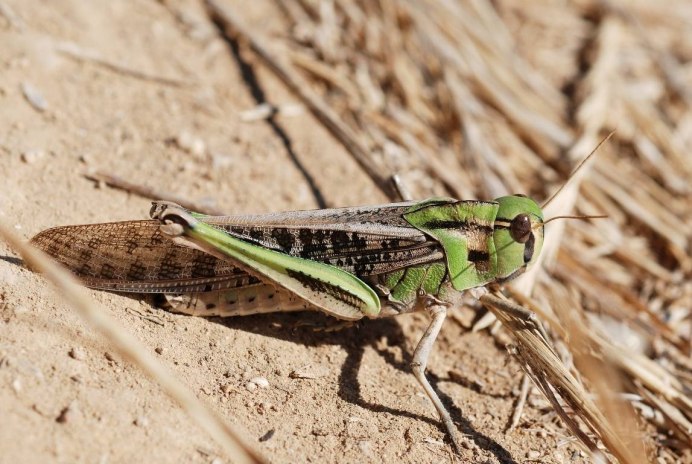Саранча Перелетная locusta migratoria