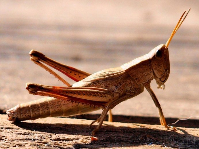Саранча Перелетная locusta migratoria