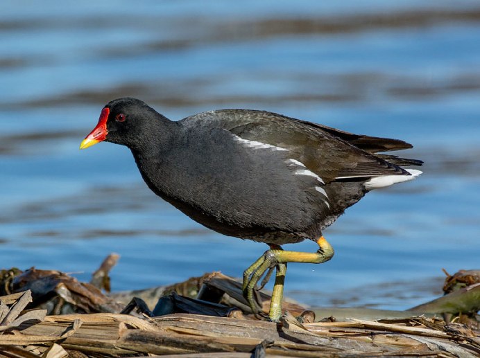 Камышница Gallinula chloropus