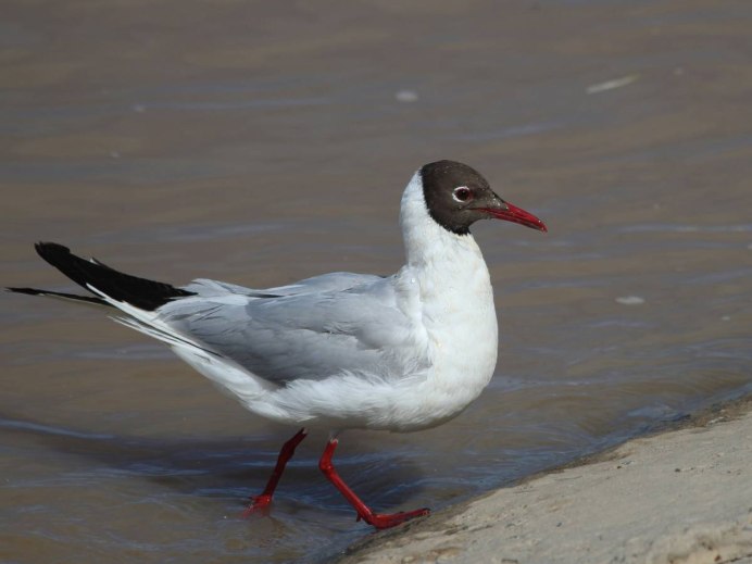 Речная крачка птица