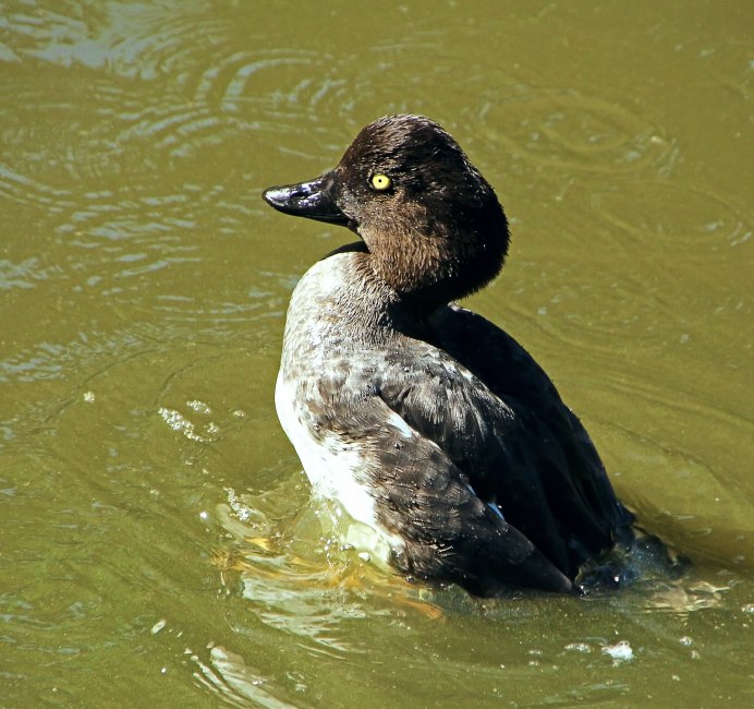 Австралийский Пегий Кулик сорока