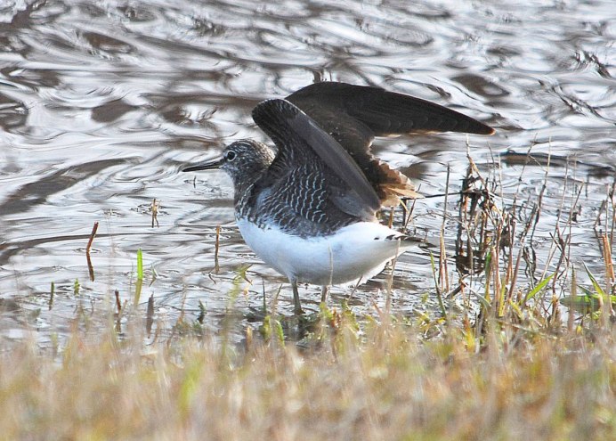 Лысуха птица