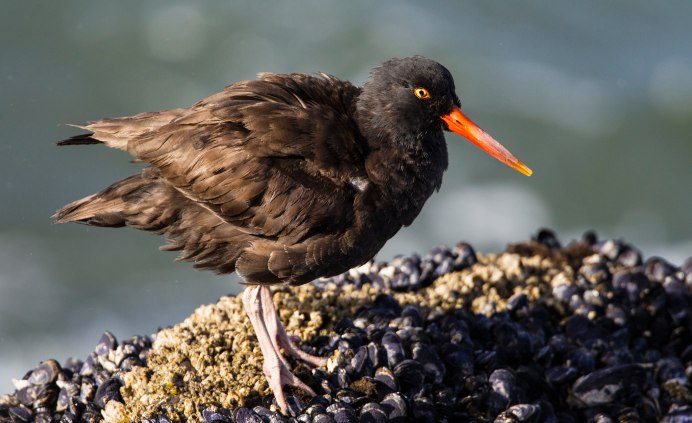 Болотная Курочка камышница