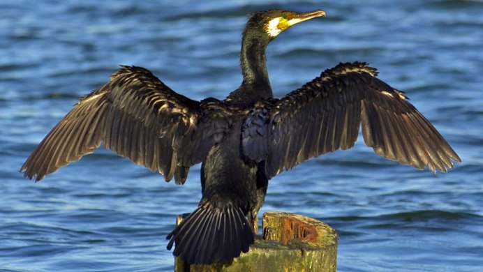 Кулик сорока птица