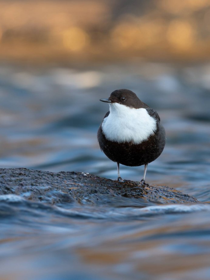 Чайка обыкновенная