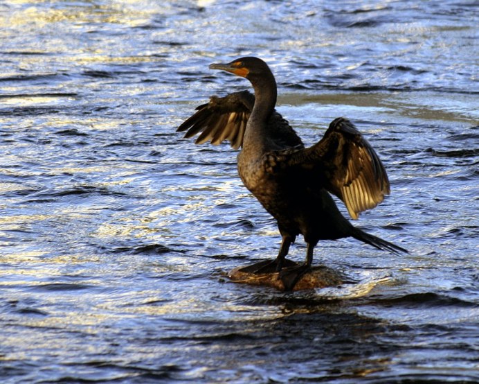 Речные птицы России