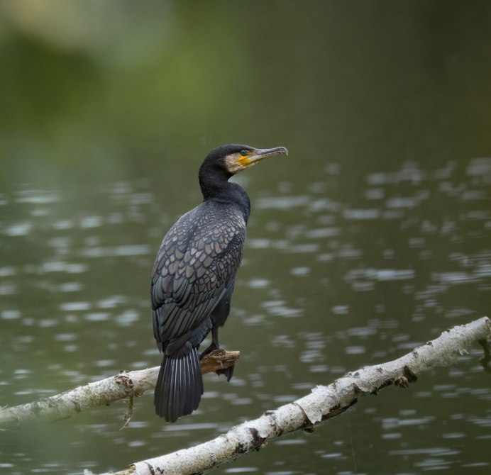 Баклан нырок