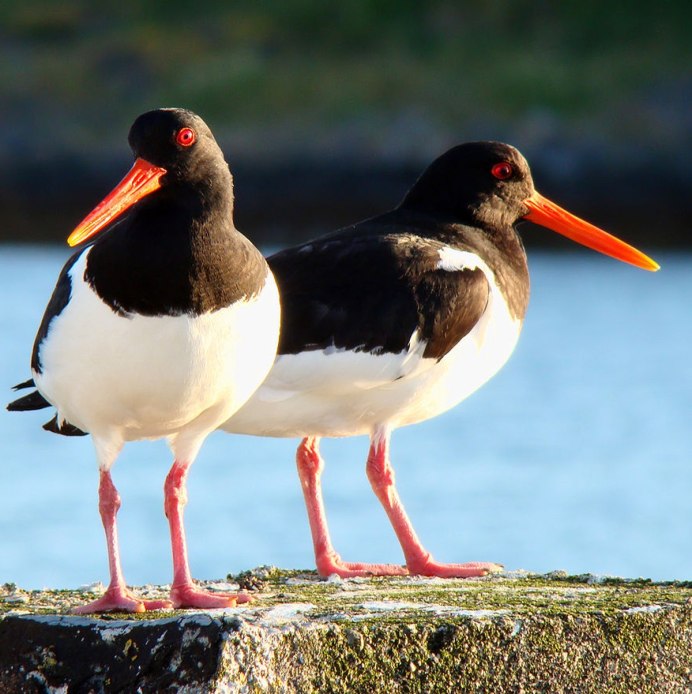 Хохлатый Баклан Phalacrocorax Aristotelis