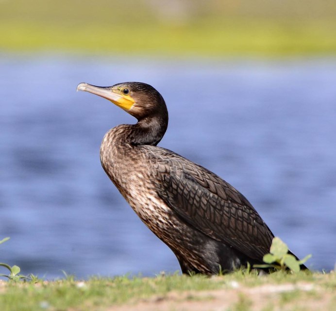 Белогрудая кряква