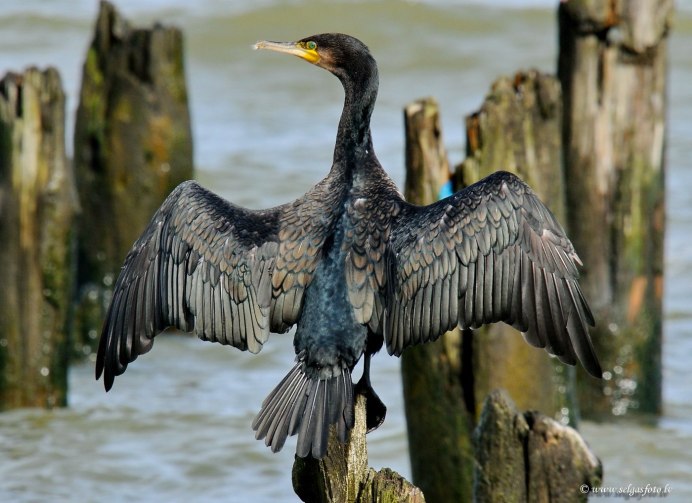 Очковый Дрозд