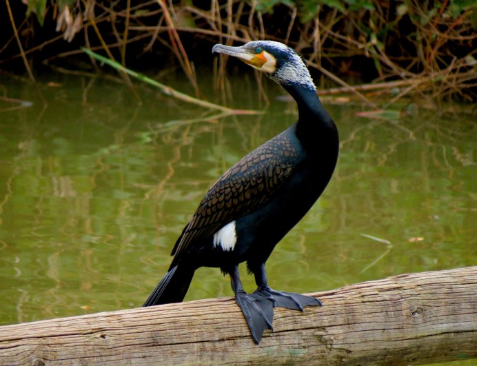 Лысухи водоплавающей птицы