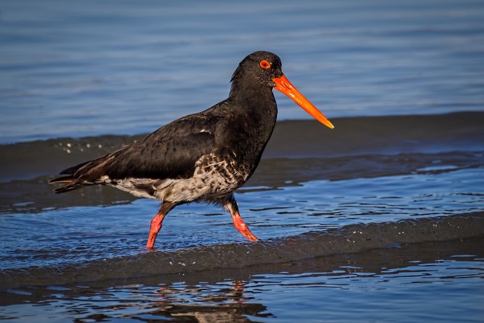 Водоплавающие птицы черного моря Геленджик