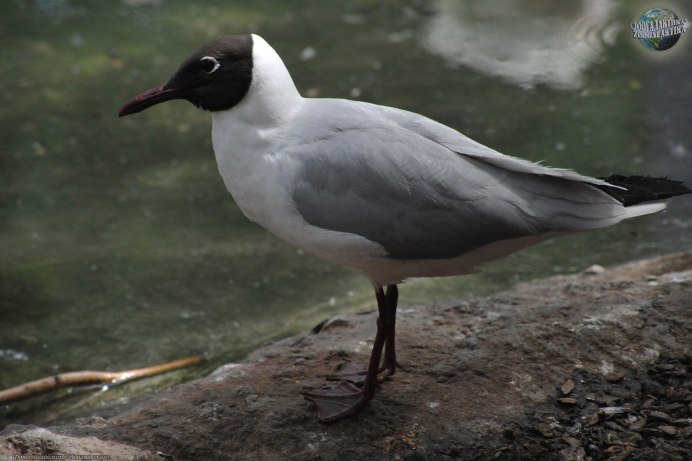 Кулик сорока птица