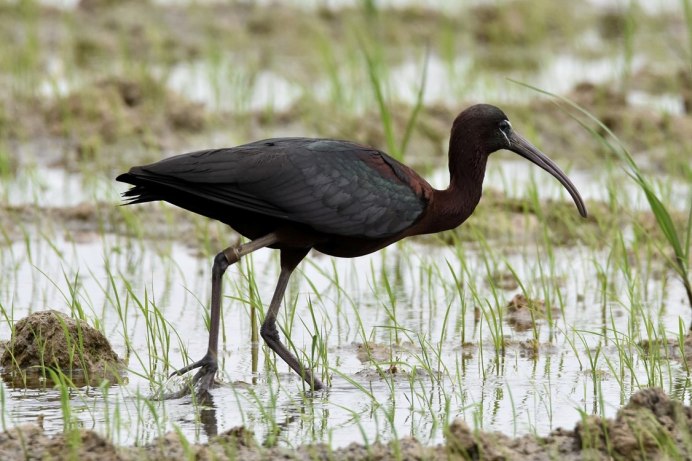 Крачка Инка усы