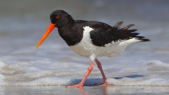 Баклан Черноморский птица фото