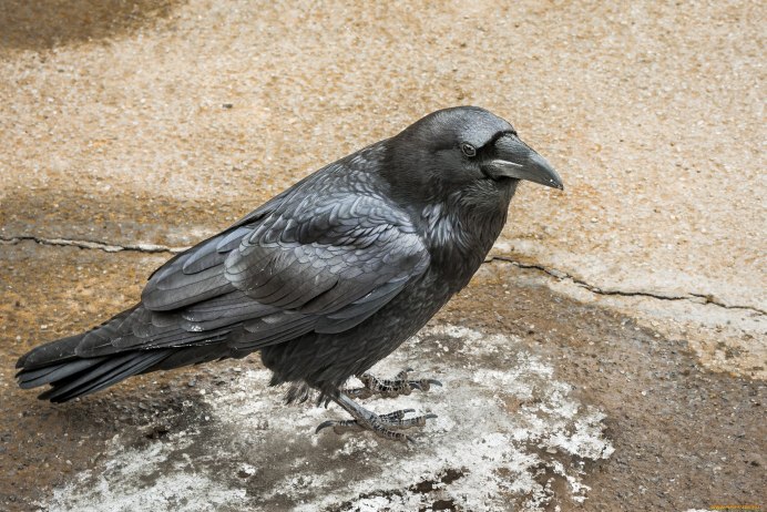 Галка и ворона птица