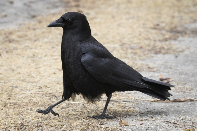 Ворон ворона Галка