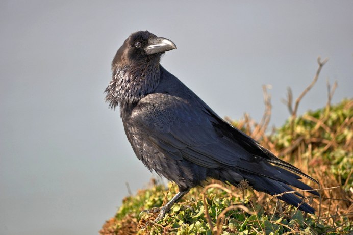 Грачи галки вороны