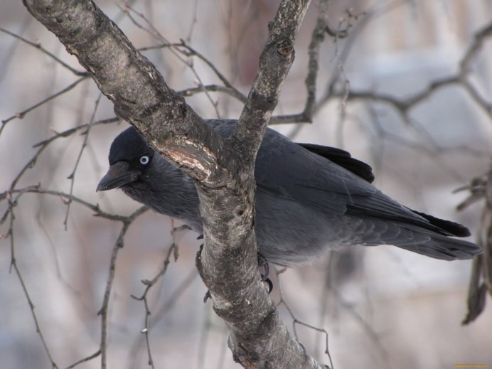 Ворон ворона сорока