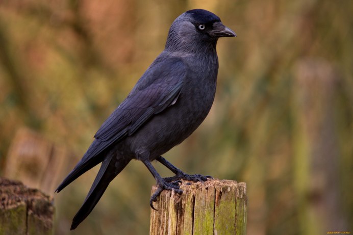 Галка сорока Грач