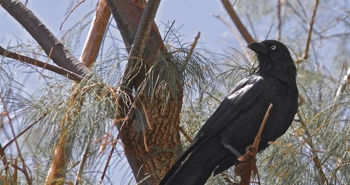 Чарон бейби серый