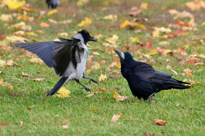 Птица Галка Уэльс