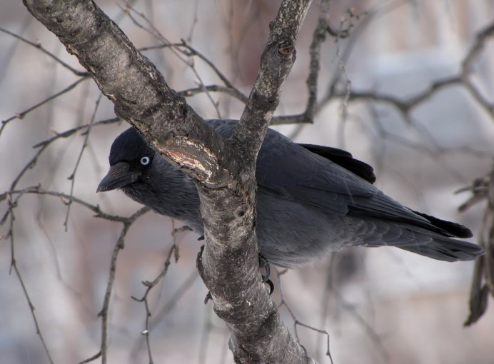 Гибрид черной и серой ворон