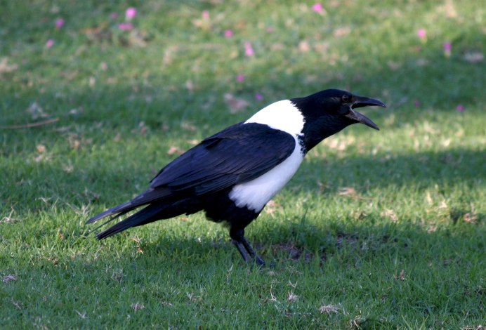 Грач и ворона