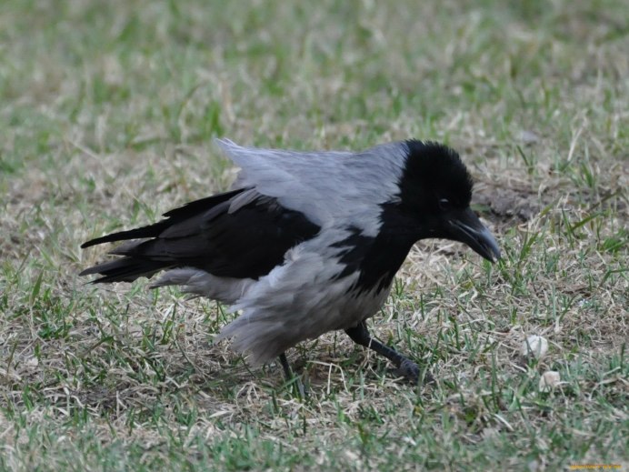 Вороны и сороки взаимоотношения