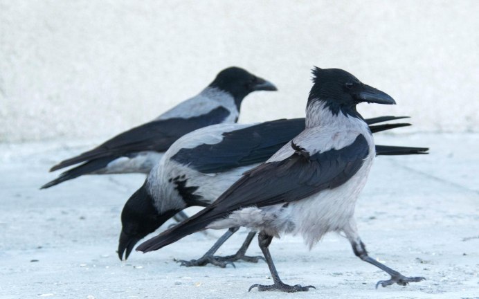 Черные городские птицы