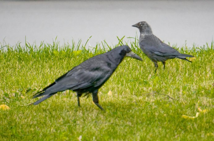 Галка Браун