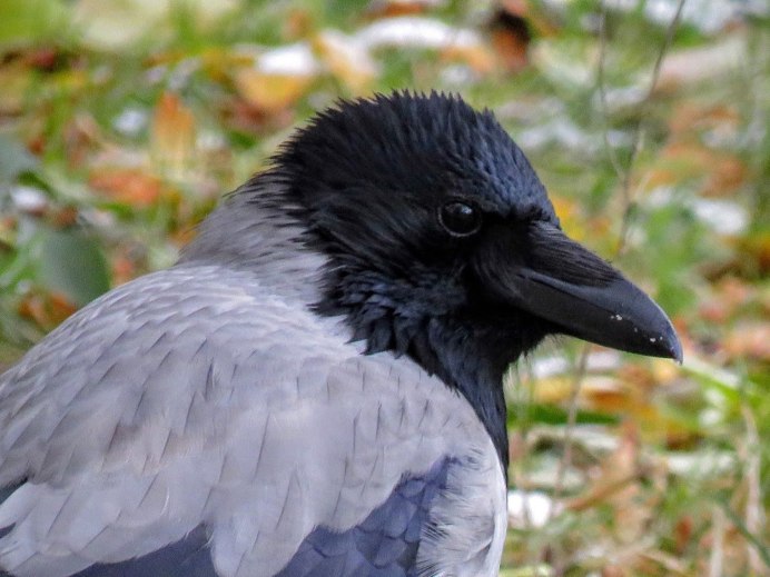 Галки и Грачи вместе