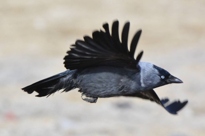 Узбекский Галка