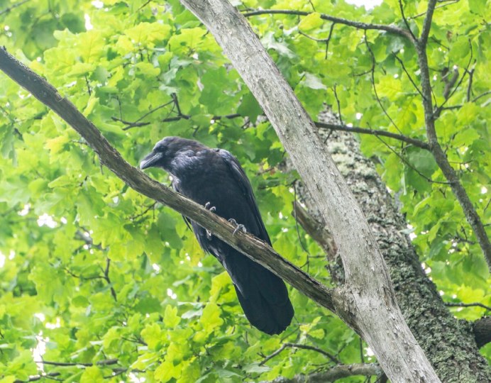 Врановые Таксон