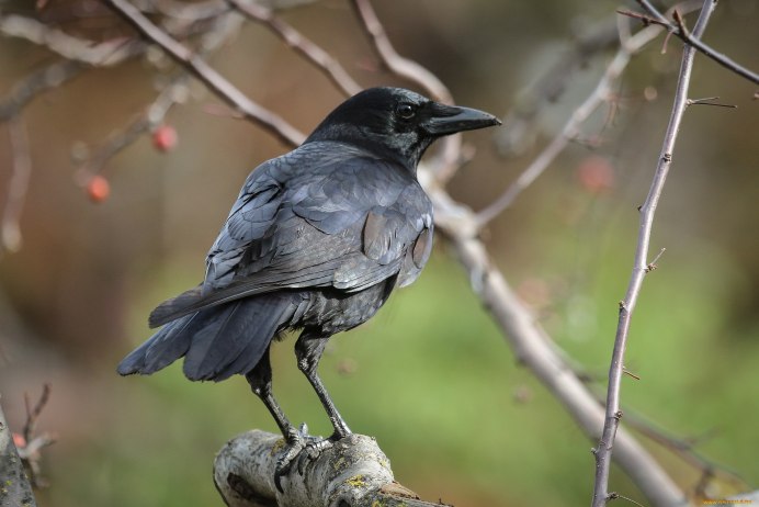 Птенец галки