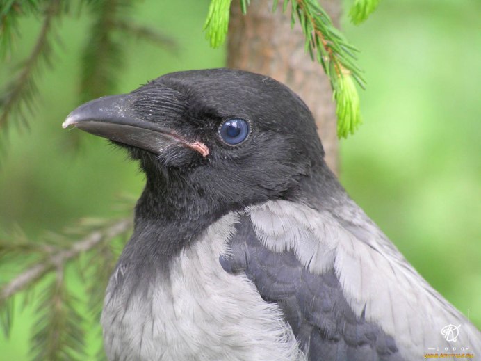 Серая ворона – Corvus cornix
