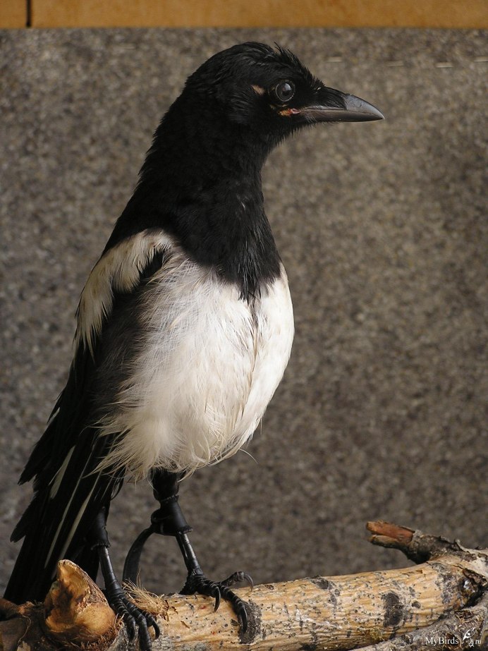 Галки вороны сороки