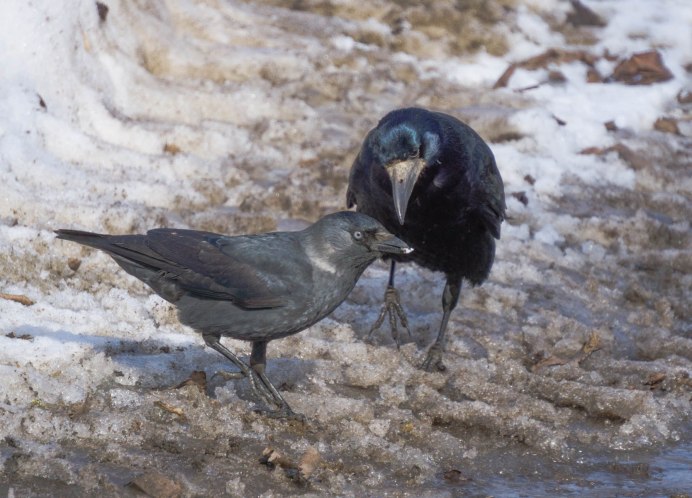 Ворон ворона Галка