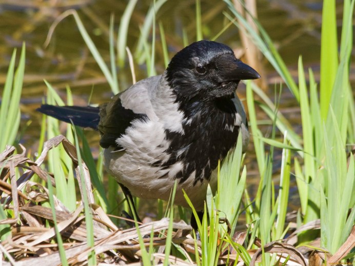 Ворона Галка Грач
