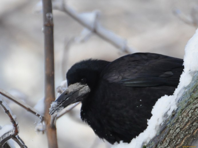 Ворона, голуби, Грачи, Галка