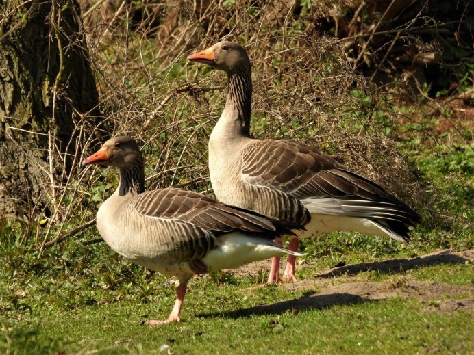 Branta hutchinsii