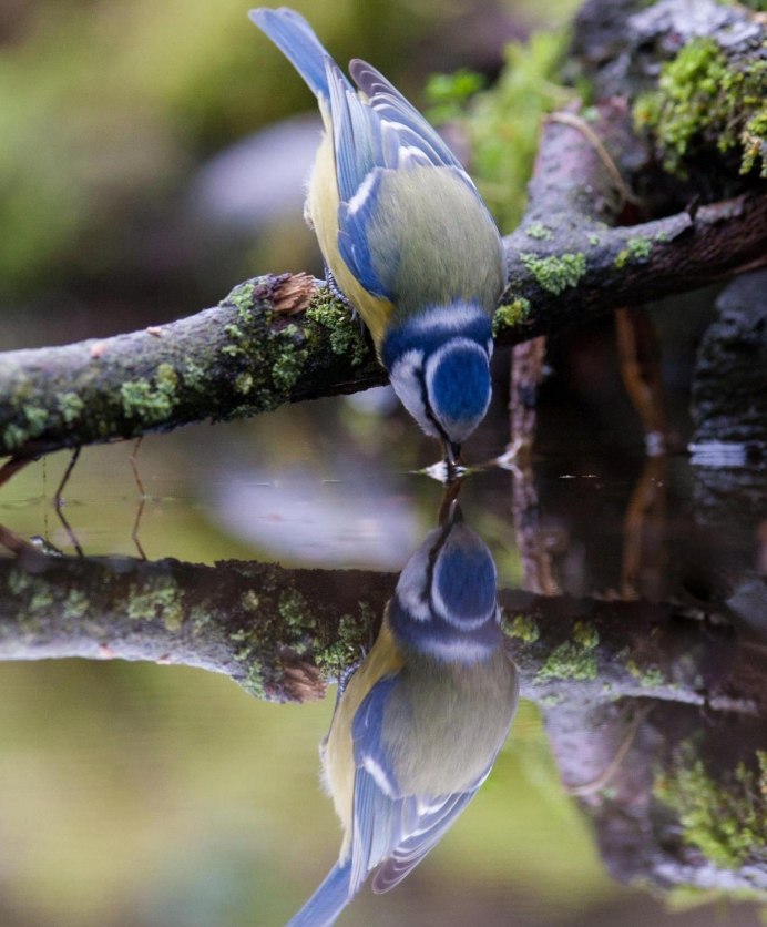 Природа птички