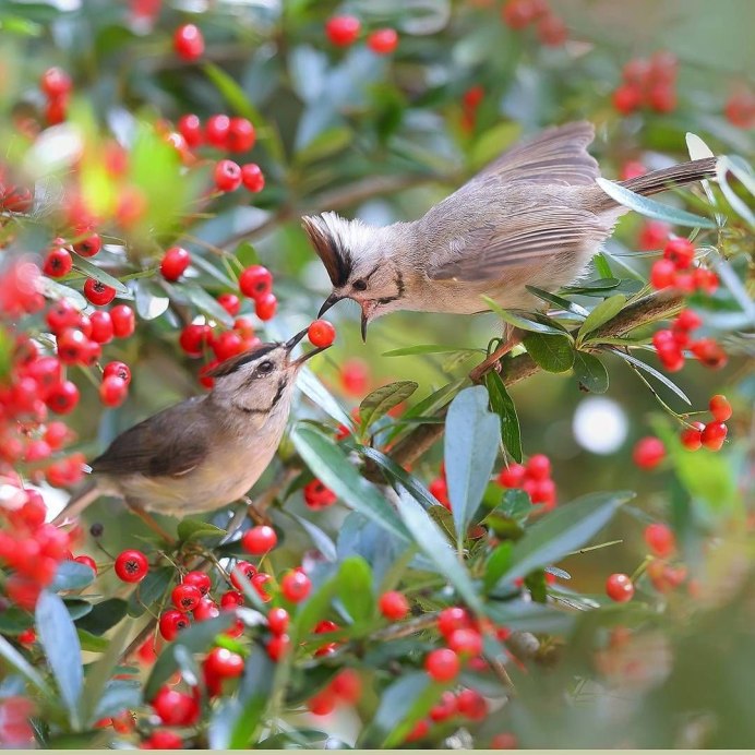 Природа птицы