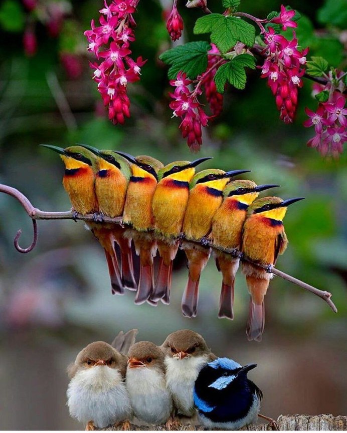 Природа с птичками яркое