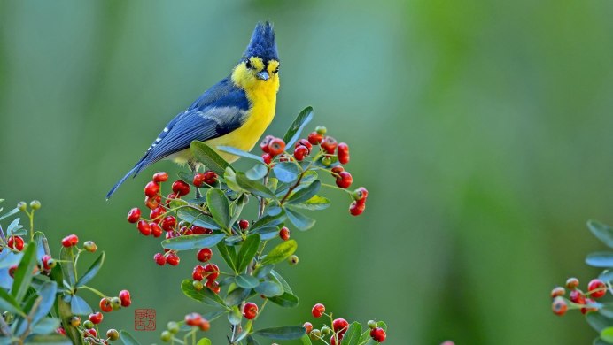 Черноголовый щегол