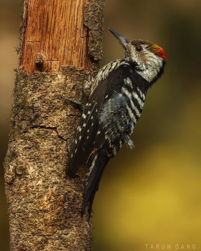 Животные и птицы