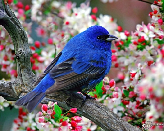 Весна птицы